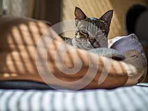 A relaxed Savannah cat