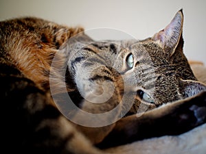 Relaxed Savannah cat on bed