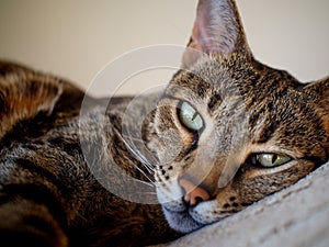 Relaxed Savannah cat on bed