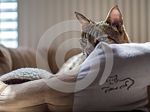 A relaxed Savannah cat