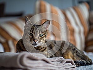 A relaxed Savannah cat