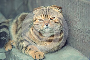 A relaxed scottish fold cat lies