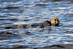 Relaxed sea Otter