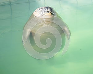 Relaxed Seal in the Swimming Pool