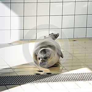 Relaxed seal in the swimmingpool