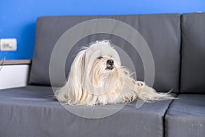 Relaxed shih tzu dog lounging on sofa