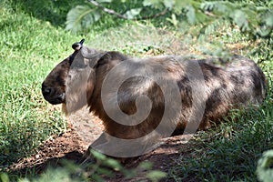 A relaxed Sichuan Takin in the shade