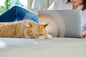 Sleeping ginger cat at home on bed, woman using laptop on background