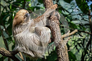 Relaxed sleepy Linnaeus\'s two-toed sloth, Choloepus didactylus