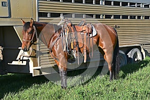 A relaxed standing saddled horse