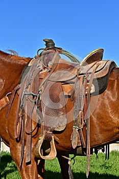 A relaxed standing saddled horse