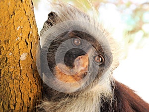 Relaxed staring monkey