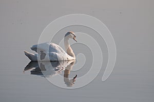 Relaxed swan reflection on the lake's surface