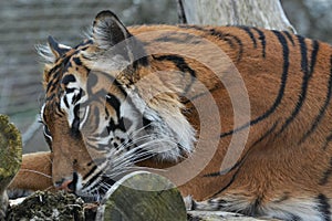 Relaxed tiger