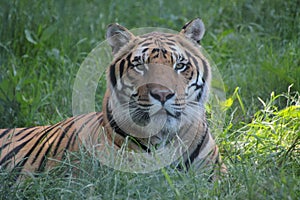 Relaxed tiger at wingham zoo kent