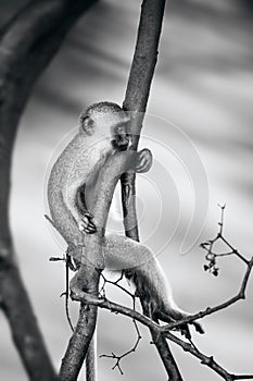 Relaxed Vervet monkey hanging on a branch staring into the distance in black and white. Fine art. Chlorocebus pygerythrus