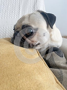 Relaxed but very attentive pug dog. Dog portrait.