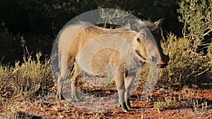 Relaxed warthog