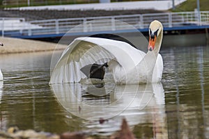 Relaxed White Swan