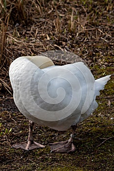 Relaxed white swan sleeping and resting after grooming its white feathers with the orange beak and black hump of the cygnus