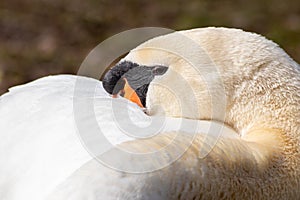 Relaxed white swan sleeping and resting after grooming its white feathers with the orange beak and black hump of the cygnus