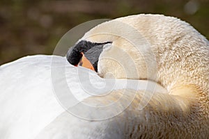 Relaxed white swan sleeping and resting after grooming its white feathers with the orange beak and black hump of the cygnus