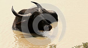 Relaxed Wild Buffalo under Mud Water with Rain Forest