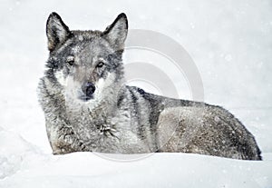 Relaxed Wolf lying on the snow in the forest