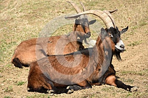 Alpine Goats