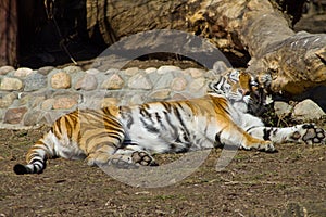 Relaxing amur tigress