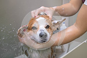 Relaxing bath foam of the funny welsh corgi pembroke dog. Dog taking a bubble bath in grooming salon