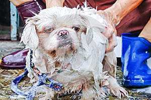 Relaxing bath foam to a white dog , bathe the dog