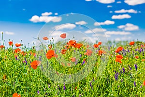 Summer poppy field under blue sky and clouds. Beautiful summer nature meadow and flowers background