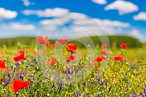 Summer poppy field under blue sky and clouds. Beautiful summer nature meadow and flowers background