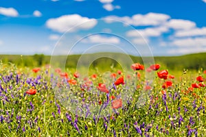 Summer poppy field under blue sky and clouds. Beautiful summer nature meadow and flowers background