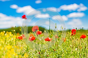 Summer poppy field under blue sky and clouds. Beautiful summer nature meadow and flowers background