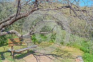 A relaxing bench under a tree in the wilderness in Superior, Penal County, Arizona USA