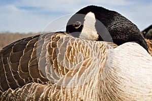 Relaxing Canadian Goose