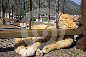 Relaxing cat in Kotor