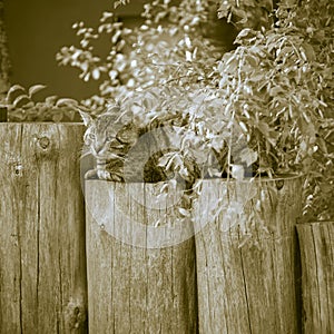 Relaxing cat on wooden outdoor posts