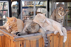 Relaxing Cats