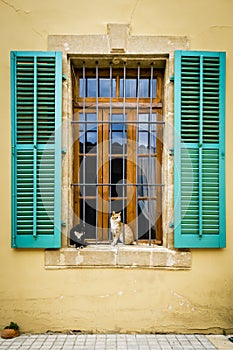 Relaxing cats outside a window