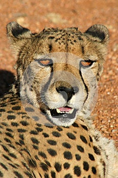 Relaxing cheetah