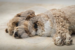 A Relaxing Cockapoo Dog