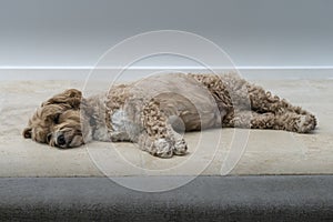 A Relaxing Cockapoo Dog