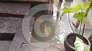 relaxing corner, a fish pond garden with stone stairs ornaments and plant pots