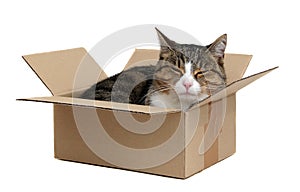 Relaxing cute cat in box