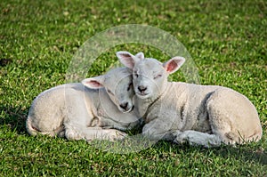 Relaxing cute Texel sheep