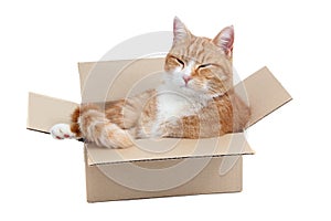 Relaxing cute tomcat in box photo