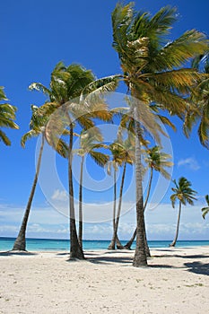 Palm Trees, Blue Waters, Cap Cana, Punta Cana Dominican Republic photo
